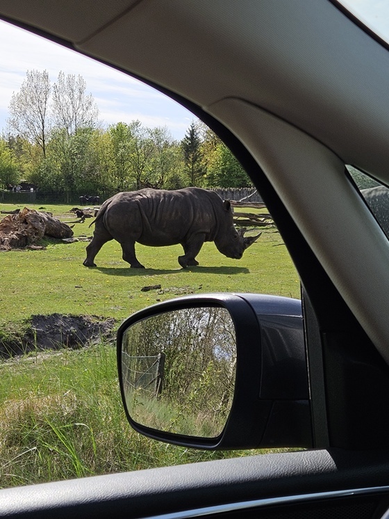 Givskud zoo safarii w Danii