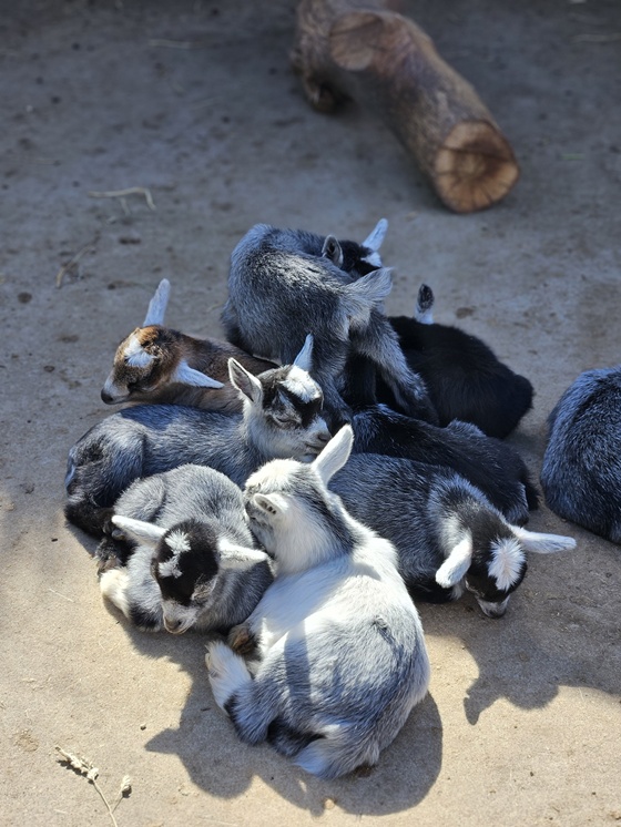 Gibskud zoo Dania atrakcje dla dzieci