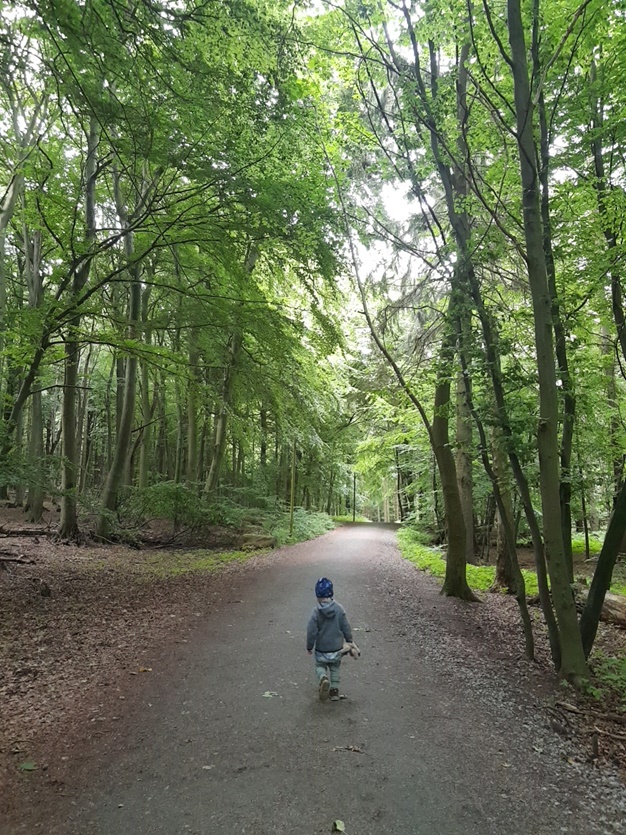 jasmund las bukowy unesco